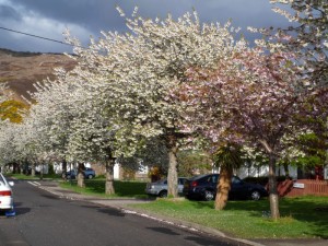 Kirschblüte in Ullapool